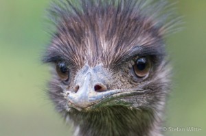 Emu-11    