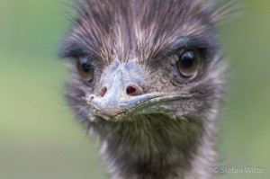 Emu-12    