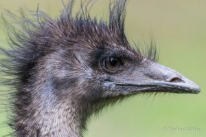 Emu-2    