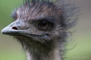 Emu-3    
