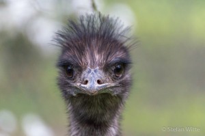 Emu-7    