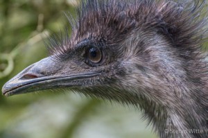 Emu-8    