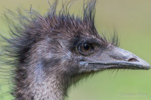 Emu    